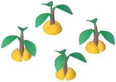 Avocado Plant