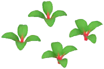 Beet Plant