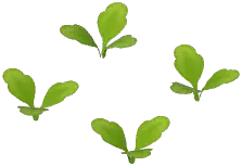 Carrot Plant