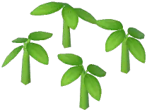 Cacao Tree