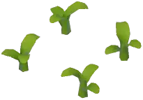 Corn Plant