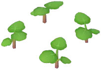 Eggplant Plant