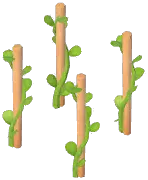 Grape Plant