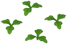 Lettuce Plant