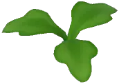 大丰收生菜