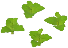 Mint Plant