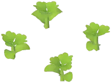 Parsley Plant