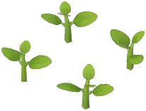 Persimmon Plant