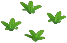 Pineapple Plant