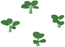 Potato Plant