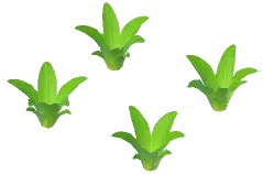 Paddy Plant