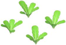 Romaine Lettuce Plant