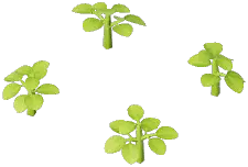 Starfruit Plant