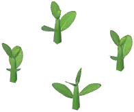 Tea Tree