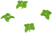 Tomato Plant