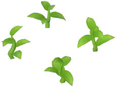 Vanilla Plant