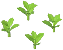 Lemon Verbena Plant