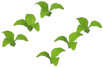 Wheat Plant