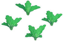 White Radish Plant