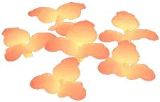 Sunglow Calla Lily