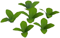 Green Carnation