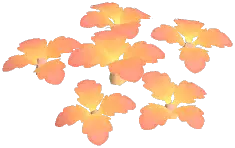 Sunglow Corn Poppy