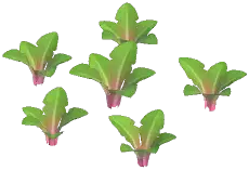 Pink Dandelion