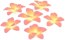 Sunglow Lewisia