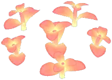 Sunglow Winter Jasmine