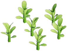 White Wynberg Conebush