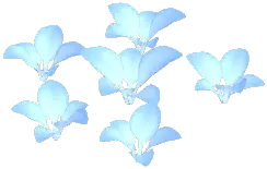 Selene Highland Poppy