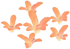 Sunglow Baby's Breath