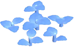Selene Hibiscus