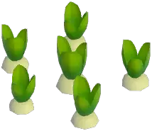 Red Hyacinth