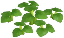 White Laceleaf