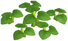 Green Laceleaf
