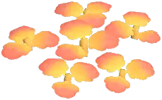 Sunglow Pansy
