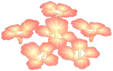 Sunglow Cranesbill