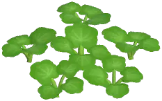 Yellow Cranesbill