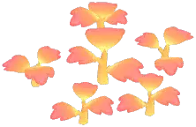 Sunglow Peony