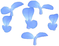 Selene Moth Orchid