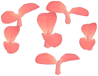 Sunglow Moth Orchid