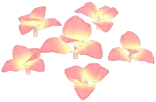 Sunglow Poinsettia