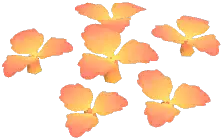 Sunglow Rose