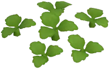Green Cyclamen