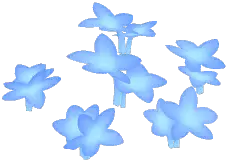 Selene Masterwort
