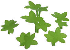 Pink Masterwort