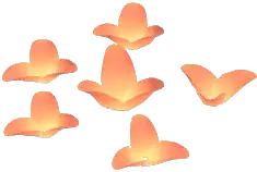 Sunglow Tulip