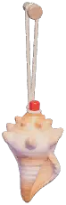 Conch