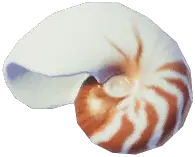 オウムガイ
